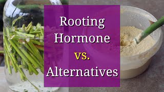 Rooting Hormone vs Homemade DIY Alternatives [upl. by Elocn]