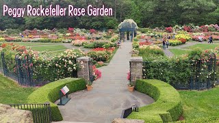 Peggy Rockefeller Rose Garden  FULL BLOOM [upl. by Emiatej]