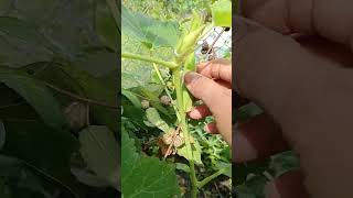 Crispy green okra 2111 enjoying rural life gardening amp nature rurallife gardening nature [upl. by Arlo]