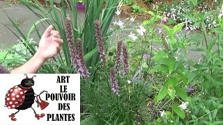 chaine de Jardinage Liatris spicata Comment faire la Taille et entretien Plantes vivaces [upl. by Eckblad]