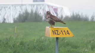 Common Buzzard Buteo buteo Buizerd Landtong Rozenburg ZH the Netherlands 19 Oct 2024 10 [upl. by Eirtemed]