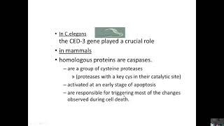 Apoptosis 1 Introduction amp extrinsic PW [upl. by Solracesoj]