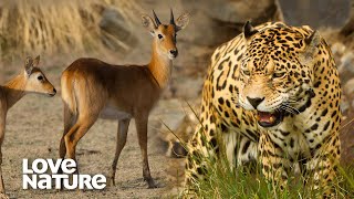 Leopard and Lion Pride Hunt Antelope By Night  Love Nature [upl. by Orabla]