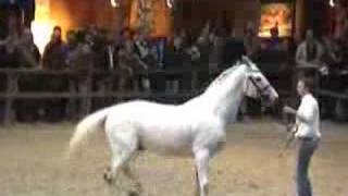 ♂ Eurocommerce Berlin jumping stallion Holst by Cassini I [upl. by Genisia]