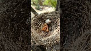 Chirping Drongos The Early Life of Black Drongo Babies shorts [upl. by Erodisi]