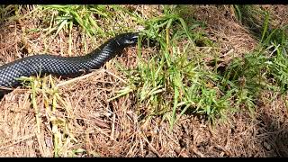 Tuross Head Red Bellied Black Snake [upl. by Utley273]