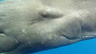 Eye to Eye with a Sperm Whale [upl. by Cull]