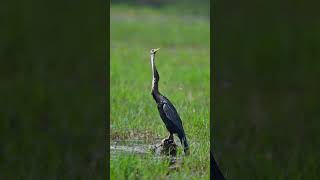 Oriental Darter Anhinga melanogaster [upl. by Aihtiekal82]