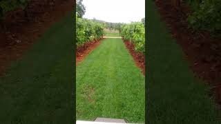 Cutting lawn grass with Grasshopper lawnmower garden garden viralvideo [upl. by Llenram839]