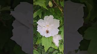 Common Carder Bee Pollinating a Flower 🐝 [upl. by Noid]