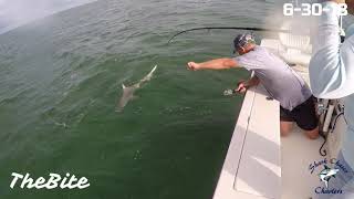 500lb Goliath Grouper Eats 5ft SharkTheBite [upl. by Yelnek]