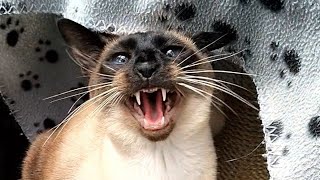 Angry cat hissing compilation 9 [upl. by Nogam101]