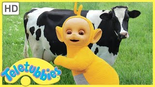 Milking Cows  Teletubbies English Full Episodes S06E136 [upl. by Gabel]