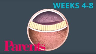 An Embryo Forms Weeks 4 to 8 of Pregnancy  Parents [upl. by Obel]