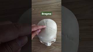 skull Bregma draqilshah anatomy viralvideos youtubeshorts viral grossanatomy shortsvideo [upl. by Booth40]