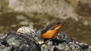 Male of Rufoustailed rock thrush Monticola saxatilis Roquero rojo [upl. by Kati787]