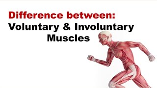 Difference between Voluntary and Involuntary muscles in Hindi  Voluntary muscle  Muscle [upl. by Galvin649]