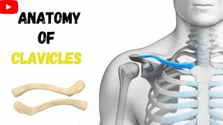 ANATOMY OF CLAVICLE WITH THEIR ATTACHMENT AND SIDE DETERMINATION  part 34 [upl. by Hewett399]