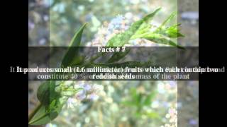 Lepidium latifolium Top  11 Facts [upl. by Githens]