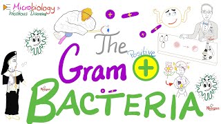 The GramPositive Bacteria 🦠  Microbiology and Infectious Diseases Series 🧫 [upl. by Charline758]