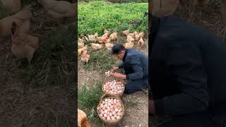 China poultry farming technology 🤯 shortsvideo [upl. by Eidnahs]