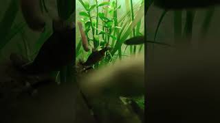 Vissen eten voertabletjes en spelen ermee relaxing ontspannend aquarium [upl. by Rhett170]