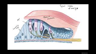 Biology 2020 Lab 1 The Inner Ear Diagrams [upl. by Kylah]