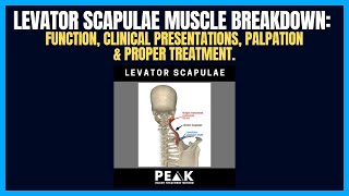 Levator Scapulae Muscle Breakdown A Major Contributor To Constant Knots Forming In Neck [upl. by Delle]