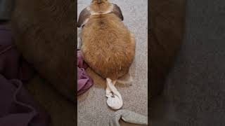 Tail to the Side bunny freeroamrabbit rabbit shorts shortsvideo shortsfeed [upl. by Lamraj]