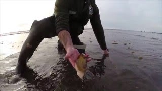 Digging Razor Clams in Washington [upl. by Ennalyrehc]