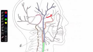 General Cerebral blood flow textbook [upl. by Reeba562]