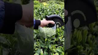 Do you think this small selective tea harvester can help [upl. by Ilajna]