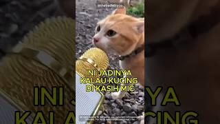 KUCING PAKAI MIC [upl. by Fiedler693]