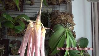 Bulbophyllum longissimum [upl. by Lissner]