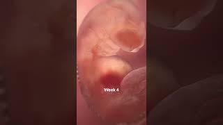 Life In The Womb In 60 Seconds [upl. by Gimble]