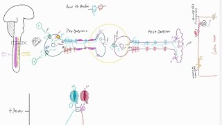 Neurology  integrative review of graded potential action potential neurotransmitters [upl. by Nibuz130]