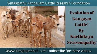 Evolution of Kangayam Cattle by Karthikeya Sivasenapathy  SKCRF [upl. by Locklin]