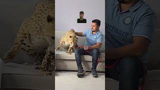 Beautiful Cheetah in The House Nouman Hassan lion tiger tigerportrait youtubeshorts subscribe [upl. by Kathye]