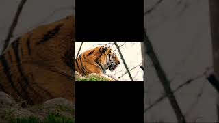 Amazing Tiger Roaring clip  tiger roar tigerlovers [upl. by Amikehs363]