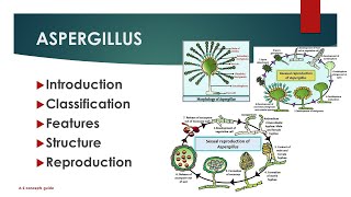 Aspergillus structure life cycle  URDUHINDI  AZ concepts guide [upl. by Aneehsor921]