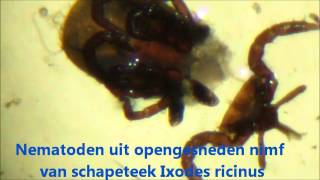 Insectparasitaire nematoden als natuurlijke vijanden van teken [upl. by Sinne823]