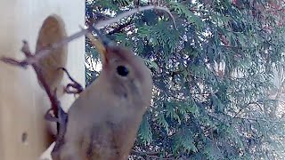 Struggling Wren Maneuvers Sticks into Birdhouse [upl. by Mayberry]