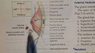 Parotid Region  Parotid Gland  location capsule [upl. by Nailliw]