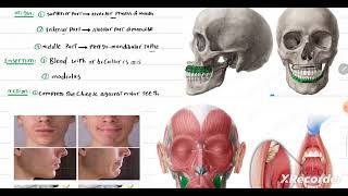 oral group buccinator muscle [upl. by Illene]