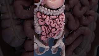 Intestinal peristalsis movement peristalsis intestine intestino intestinalhealth intestinal [upl. by Ahsinert229]