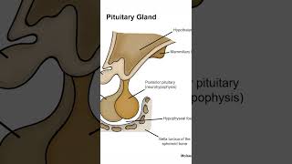 Pituitary Gland brain humanbrain medical biology [upl. by Lynad]