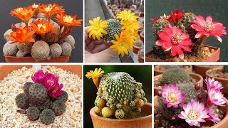 Las rebutias son cactus espectaculares ¡descúbrelo con 40 Tipos [upl. by Trixie]