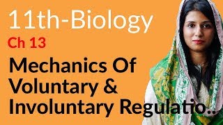 Mechanics of Voluntary amp Involuntary Biology  Biology Ch 13 Gaseous Exchange  FSc Part 1 Biology [upl. by Trevar]