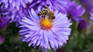 Auch in Osteuropa sterben die Bienen [upl. by Shelba]