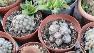 6 Gymnocalycium rebutias sulcorebutias ect [upl. by Ahsart]